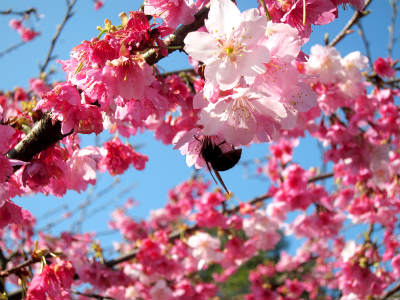 Wulai Cherry Blossoms