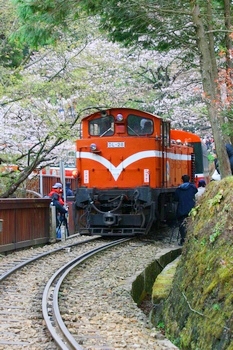 Alishan Cherry Blossom Festival