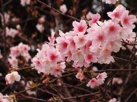 2015 Taipei and New Taipei City Cherry Blossom Festivals