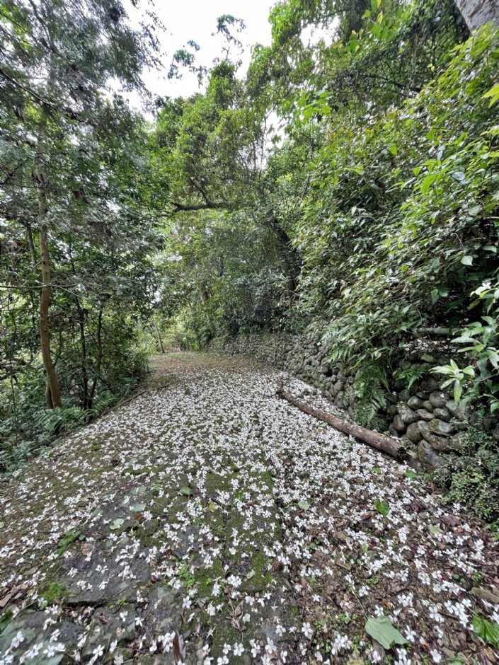 仁山植物园可见桐花 摄影：Eva隨手拍