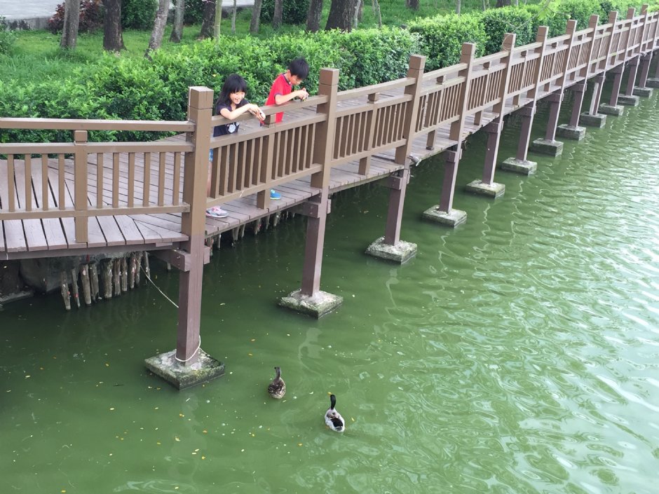 喂食绿头鸭 摄影：旅遊王攝影組
