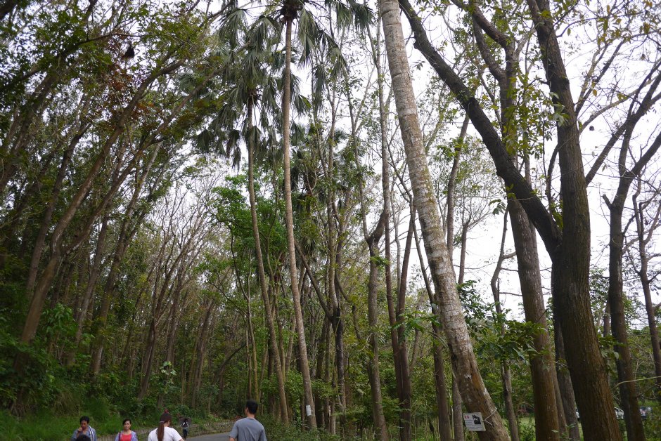 新化植物園 攝影：旅遊王攝影組
