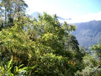 绿树与群山一景<br/> 摄影：老山羊資訊網