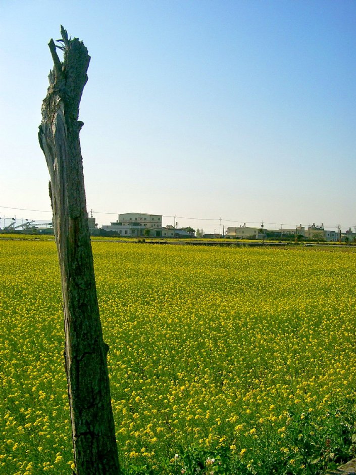 通霄油菜花 攝影：Eva隨手拍