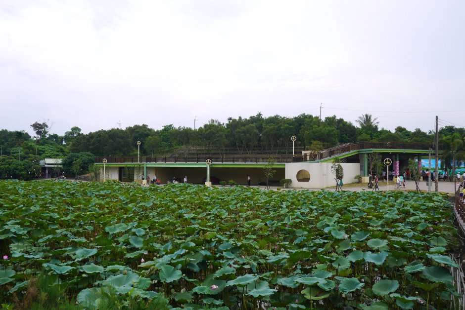 台南白河莲花公园 摄影：三井