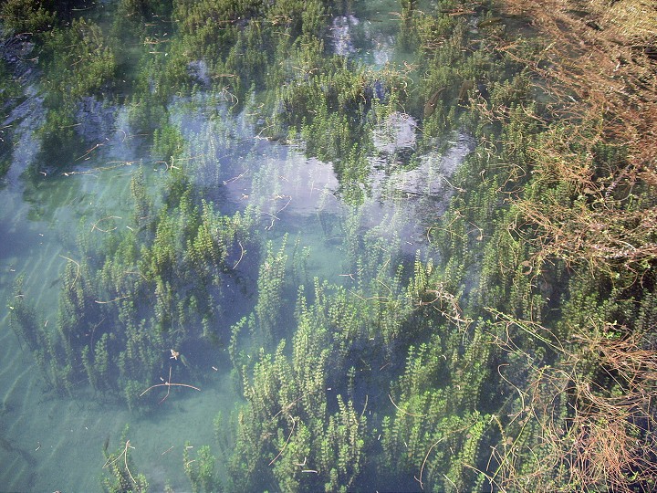 琵琶湖湖水清彻 摄影：Eva隨手拍