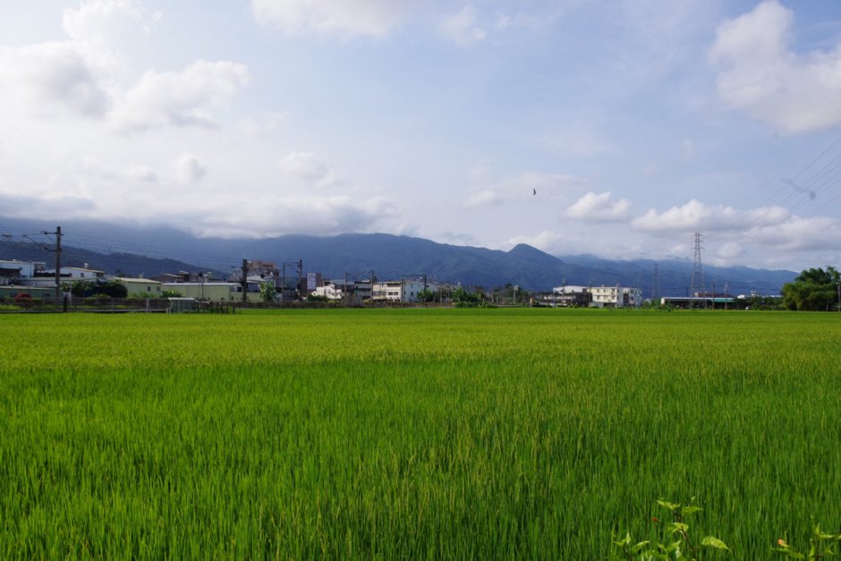 石板橋週邊田間景色 攝影：Eva隨手拍