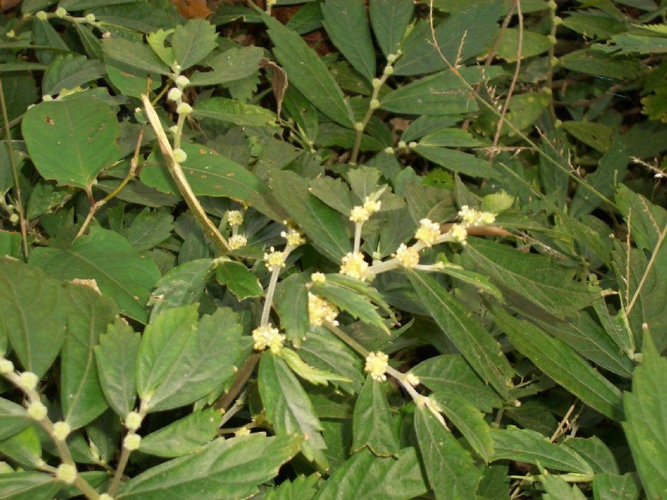 路邊特殊植物 攝影：鄭瑄頤