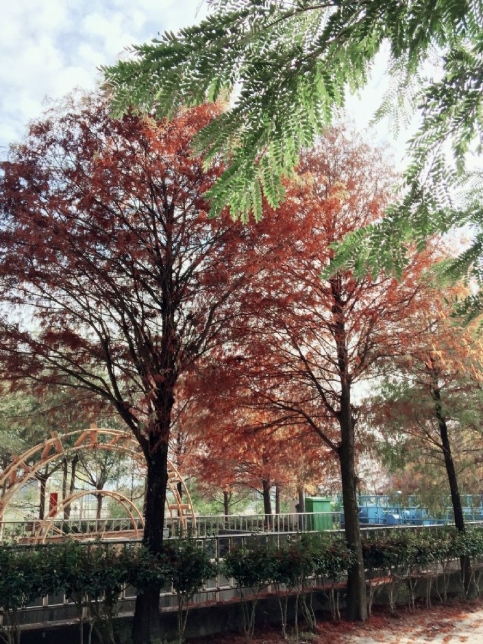 水圳旁落羽松是人气景点 摄影：Hoda 提供