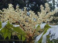 花开<br/> 摄影：老山羊