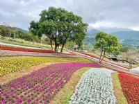 北投社三层崎公园大片花海被誉为台版富良野<br/> 摄影：Eva隨手拍