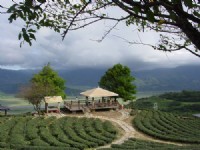 玉蘭茶園一景<br/> 攝影：小管