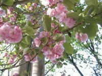 色彩缤纷的花朵<br/> 摄影：帶著相機去旅行