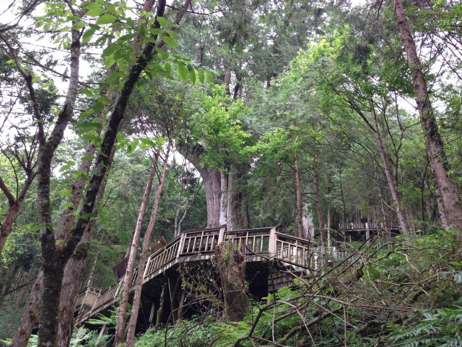 中國歷代神木園區(棲蘭神木園) 攝影：陳皮梅