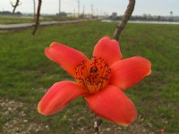 林初埤木棉花道<br/> 摄影：旅遊王攝影組