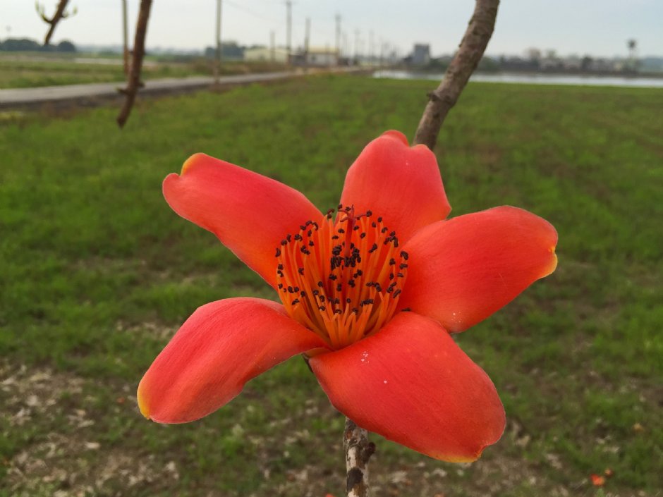 林初埤木棉花道 摄影：旅遊王攝影組