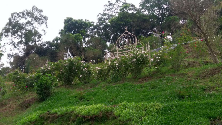 雅闻七里香玫瑰森林 摄影：Eva隨手拍