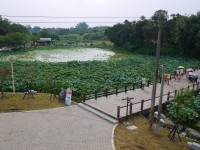 台南白河莲花公园<br/> 摄影：三井