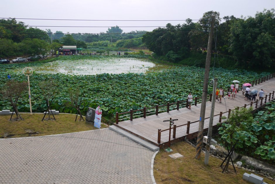 台南白河莲花公园 摄影：三井