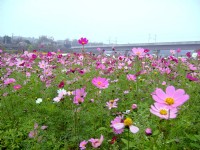通霄金果乳香花海<br/> 攝影：Eva隨手拍