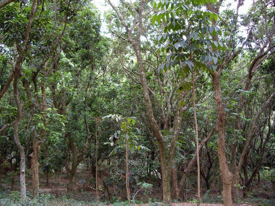茂密的樹林 攝影：老山羊資訊網