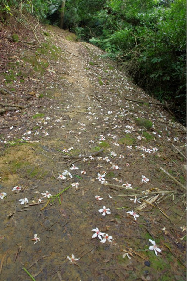 永和山水库赏桐秘境 摄影：Eva隨手拍