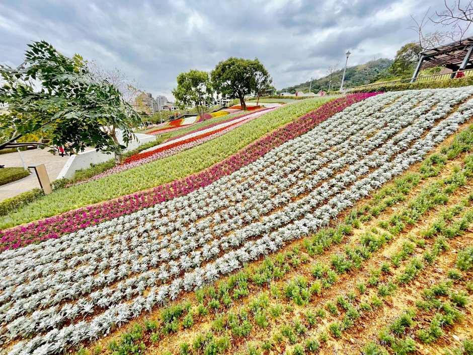 北投社三层崎公园大片花海被誉为台版富良野 摄影：Eva隨手拍