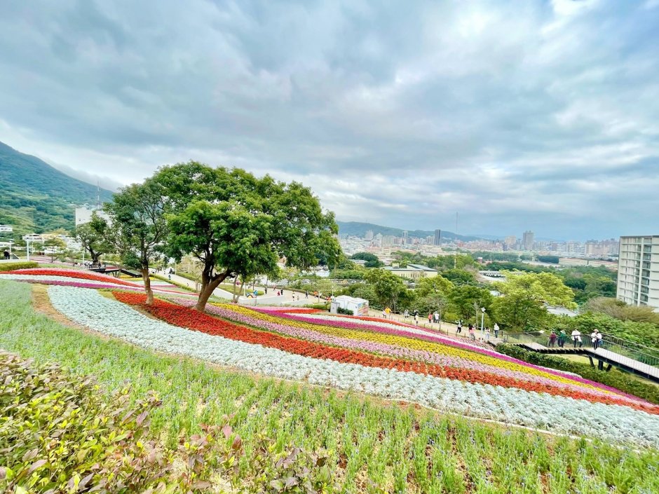 北投社三层崎公园大片花海被誉为台版富良野 摄影：Eva隨手拍