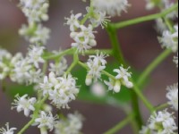 小白花<br/> 摄影：老山羊