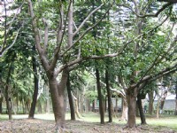 翠绿树群美景<br/> 摄影：曾婉玲