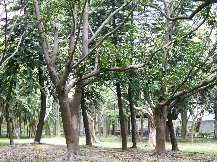 翠绿树群美景 摄影：曾婉玲