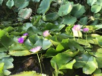 曼菲蓮花池<br/> 攝影：陳皮梅