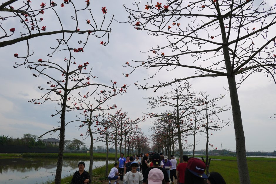 林初埤木棉花道 摄影：旅遊王攝影組