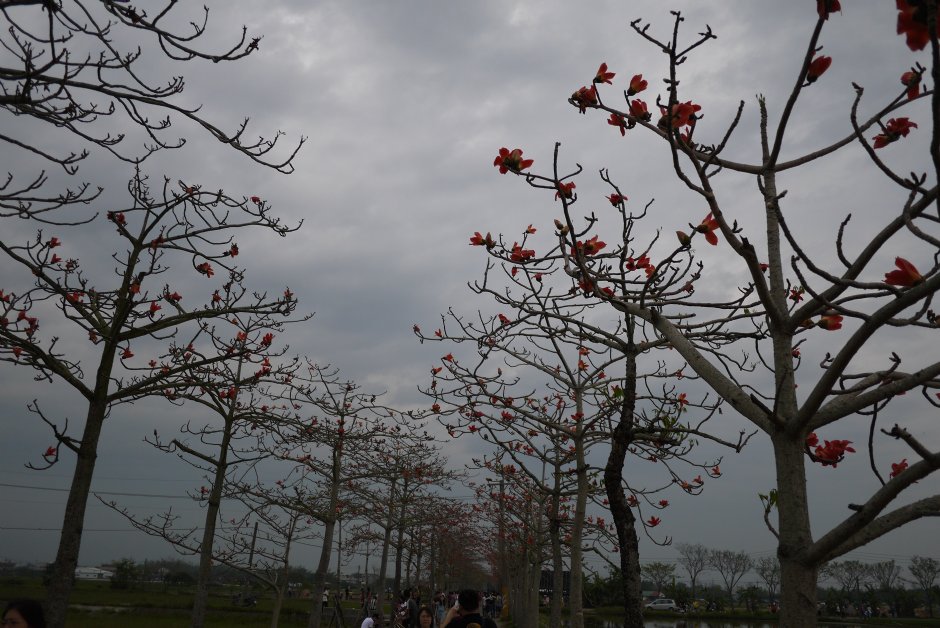 林初埤木棉花道 摄影：旅遊王攝影組