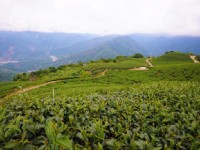 藤枝櫻花原生茶園<br/> 攝影：照片來源_高雄旅遊網