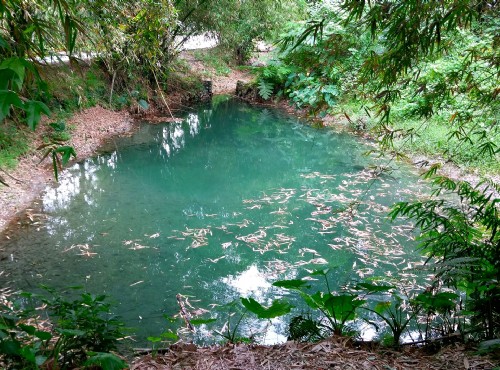 拉索埃湧泉生態園區-1號湧泉池擁著「藍色的眼淚」之美名
