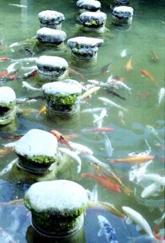 池中鲤 摄影：呂玫瑢