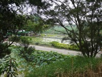 台南白河莲花公园<br/> 摄影：三井
