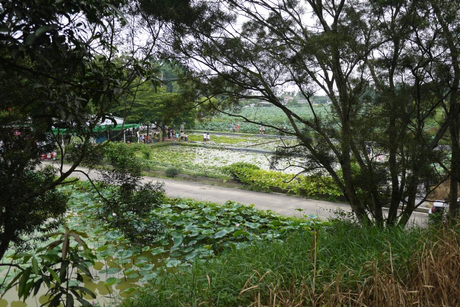 台南白河莲花公园 摄影：三井