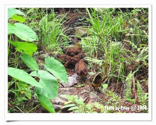 成群的雉雞 攝影：跟著小野郎出走