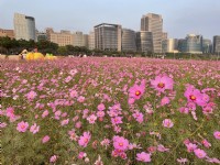 美堤河濱公園(2021年花海)<br/> 攝影：Eva隨手拍