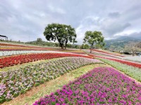 北投社三层崎公园大片花海被誉为台版富良野<br/> 摄影：Eva隨手拍