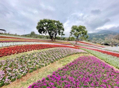 北投社三層崎公園-北投社三層崎公園大片花海被譽為台版富良野
