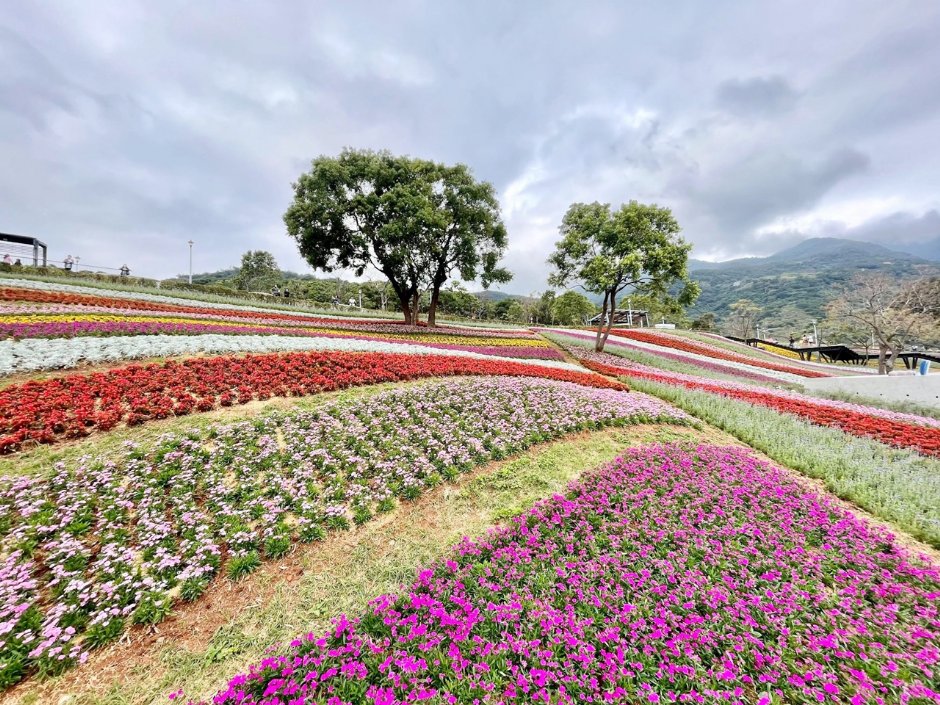 北投社三层崎公园大片花海被誉为台版富良野 摄影：Eva隨手拍