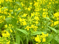 通霄油菜花<br/> 攝影：Eva隨手拍