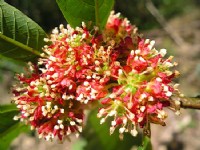 紅花<br/> 攝影：老山羊