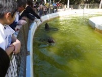 南美海獅餵養活動<br/> 攝影：三井