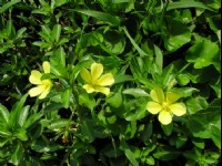 三朵黄花<br/> 摄影：老山羊