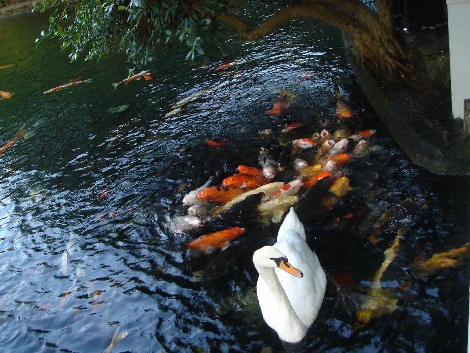 鱼与鹅 摄影：余燕鳳