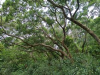 青青草原<br/> 攝影：Lu